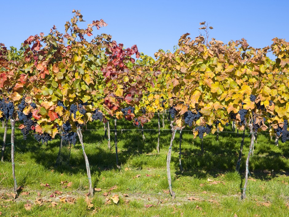 Weinregion Rosalia