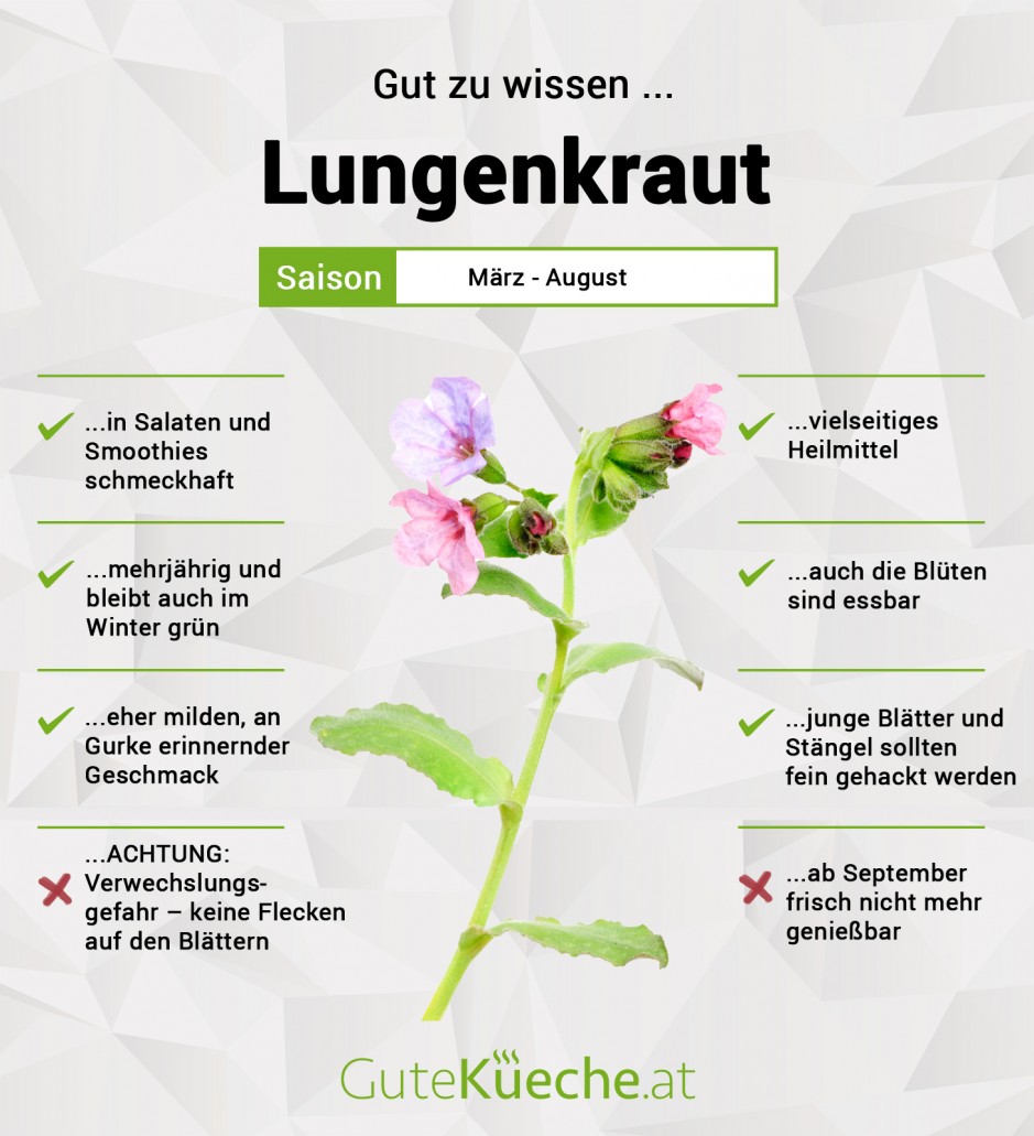 Lungenkraut