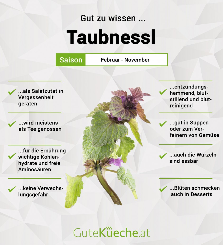 Taubnessel