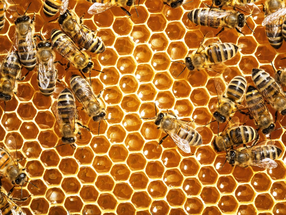 Woher der Bienenstich seinen Namen hat