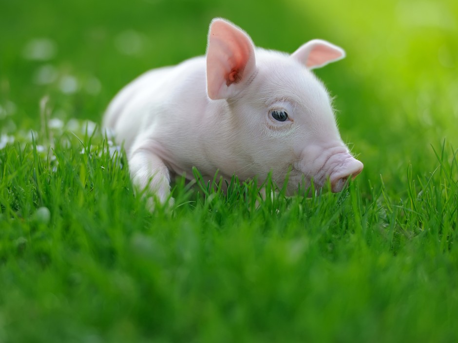 Silvester Bräuche - Schwein gehabt!