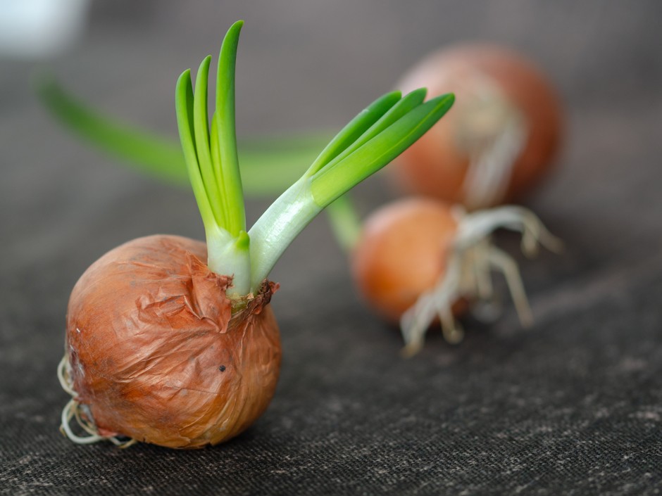 Regrowing - Gemüse aus Resten nachwachsen lassen