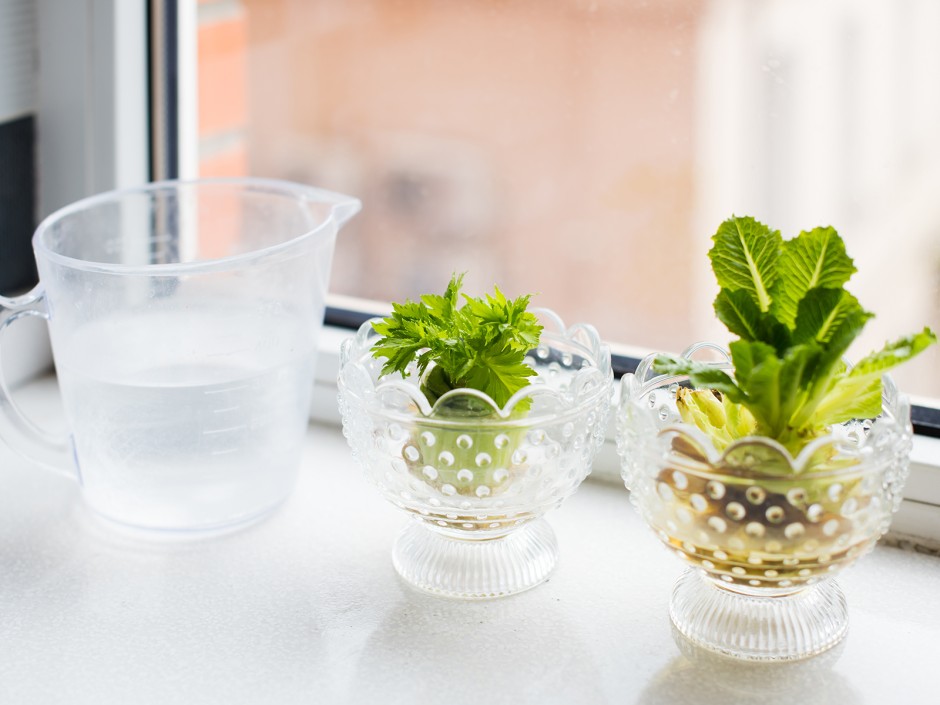 Regrowing - Gemüse aus Resten nachwachsen lassen