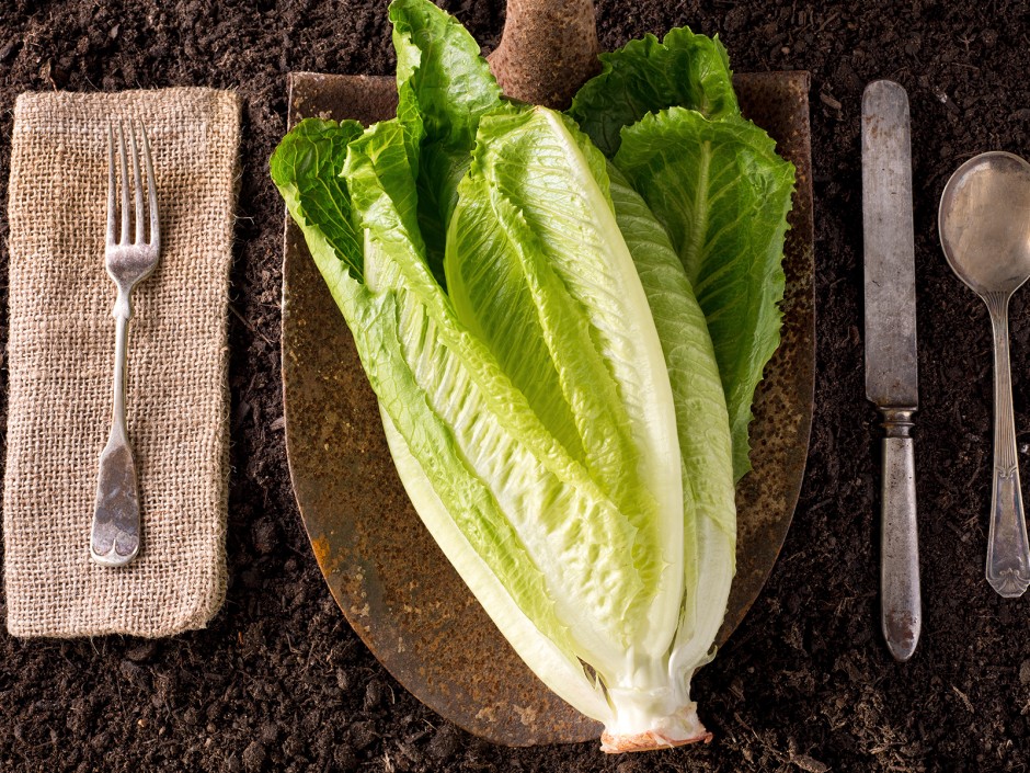 Regrowing - Salate