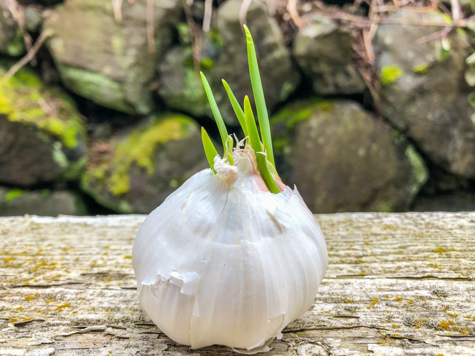 Regrowing - Lauchgewächse
