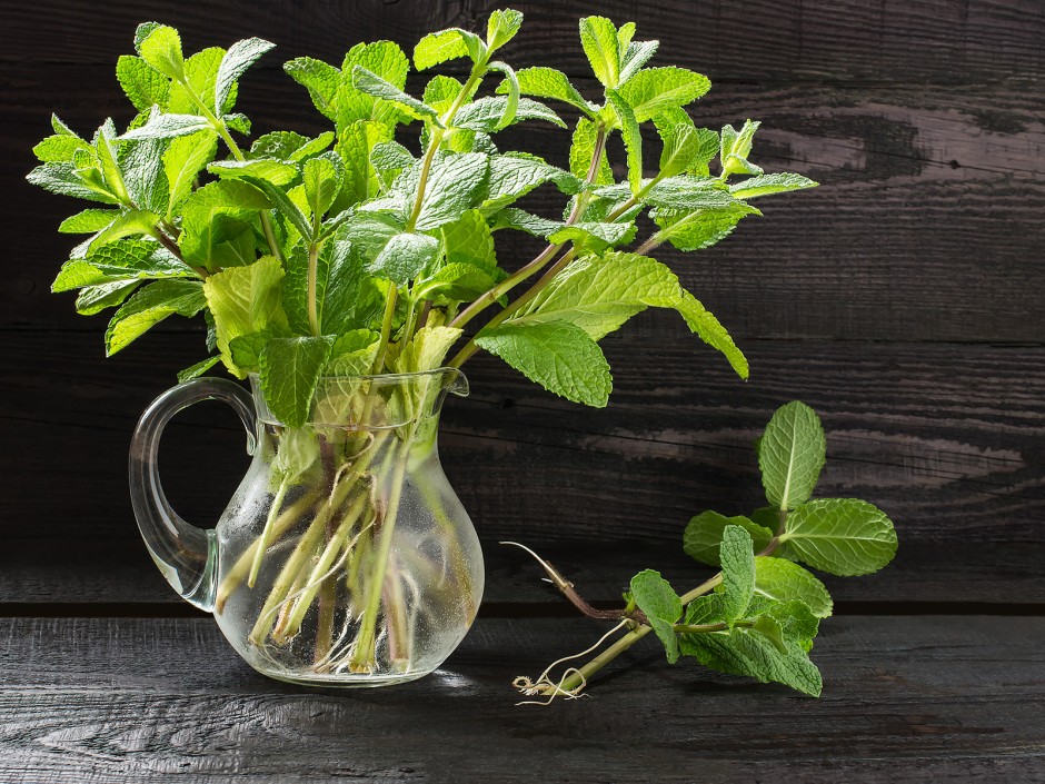 Regrowing - Kräuter durch Stecklinge vermehren