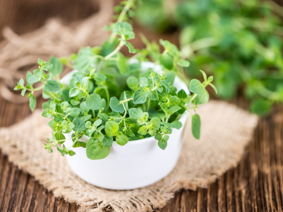 Regrowing - Kräuter durch Stecklinge vermehren