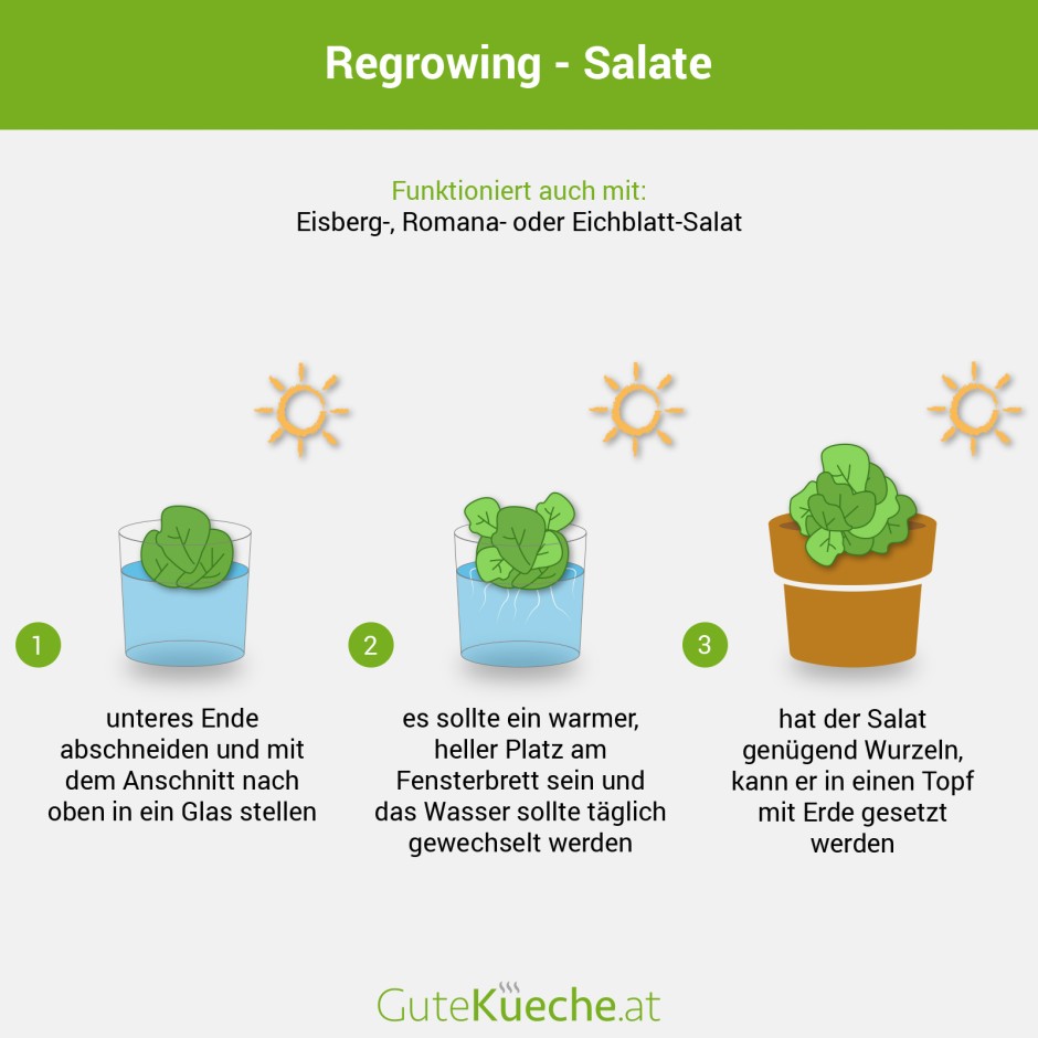 Regrowing - Salate