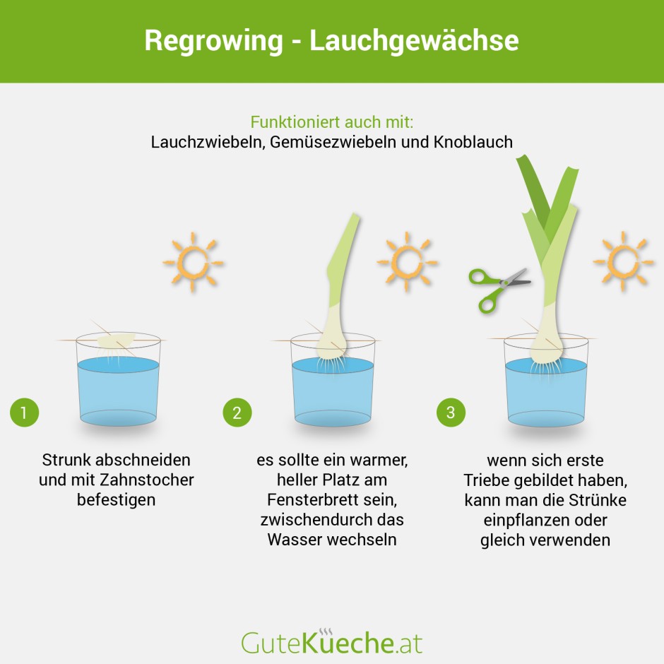 Regrowing - Lauchgewächse