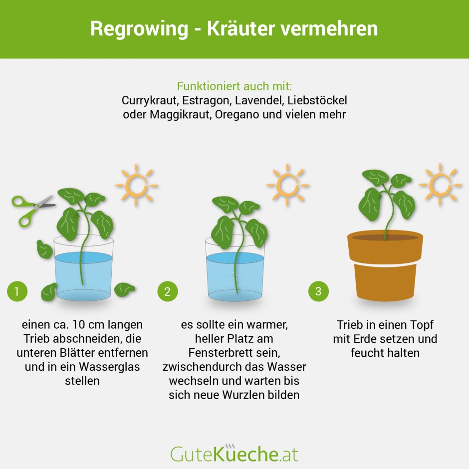 Regrowing - Kräuter durch Stecklinge vermehren