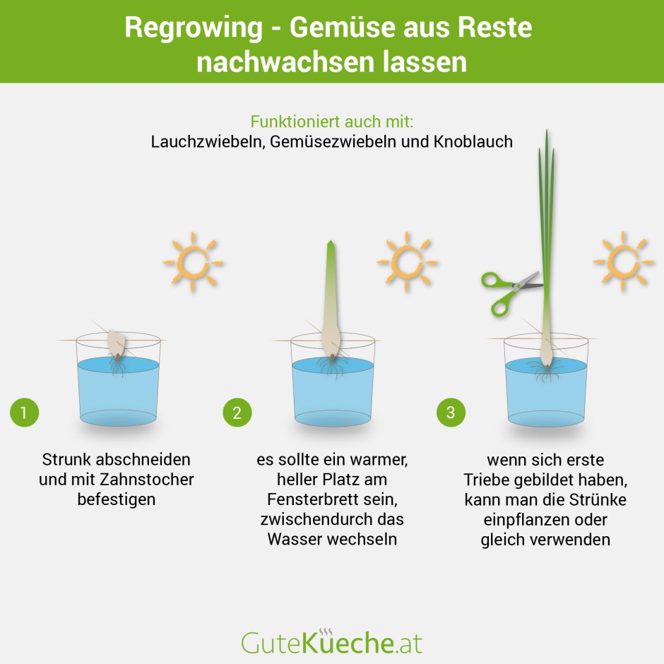 Regrowing - Gemüse aus Resten nachwachsen lassen