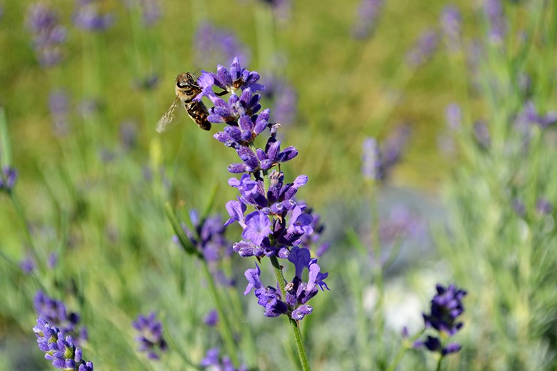 Lavendel richtig trocknen