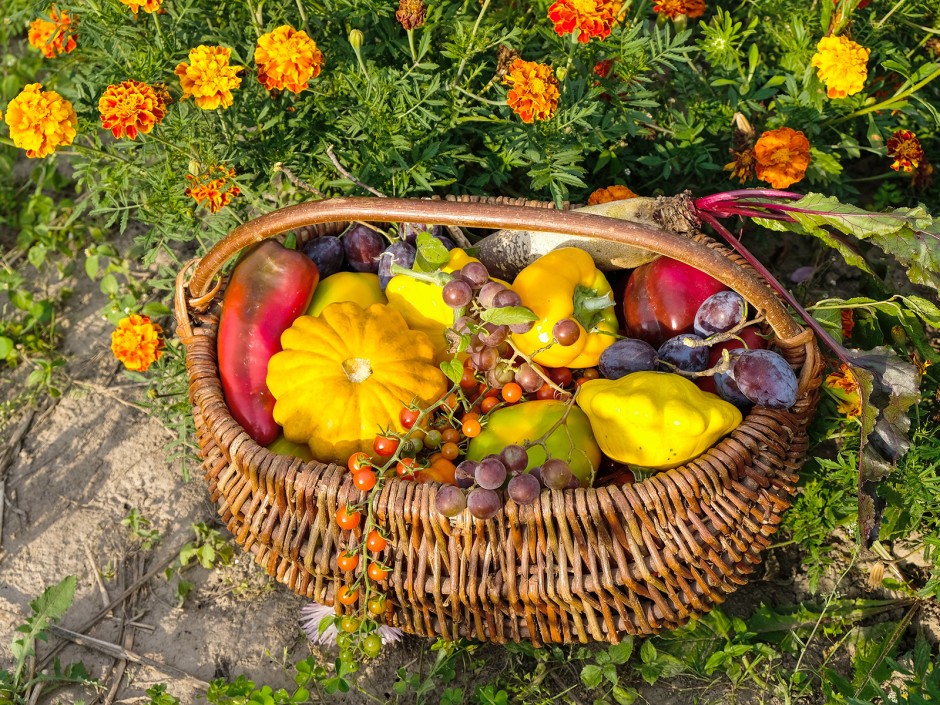 Biodiversität - Der Naturgarten