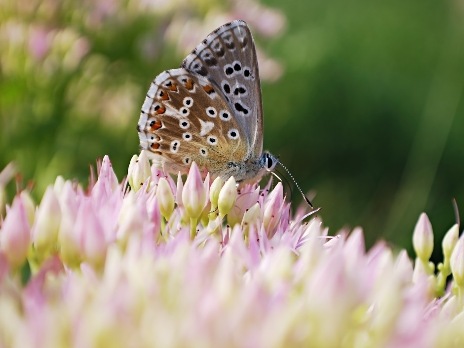 Biodiversität - Der Naturgarten