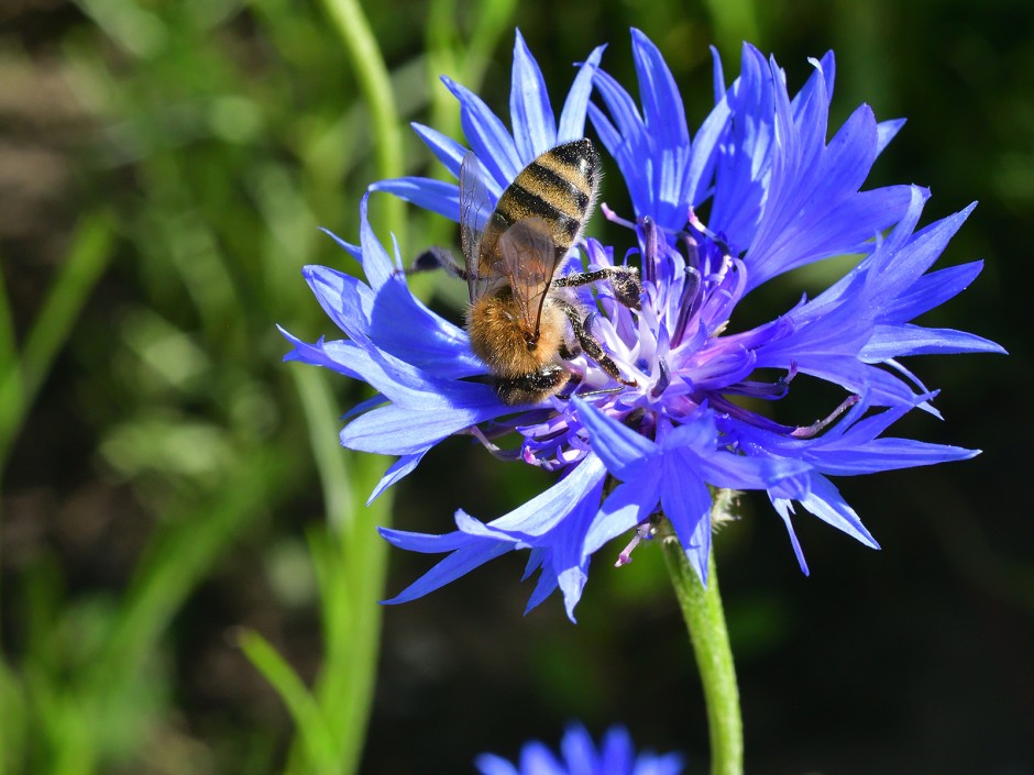 Biodiversität - Der Naturgarten