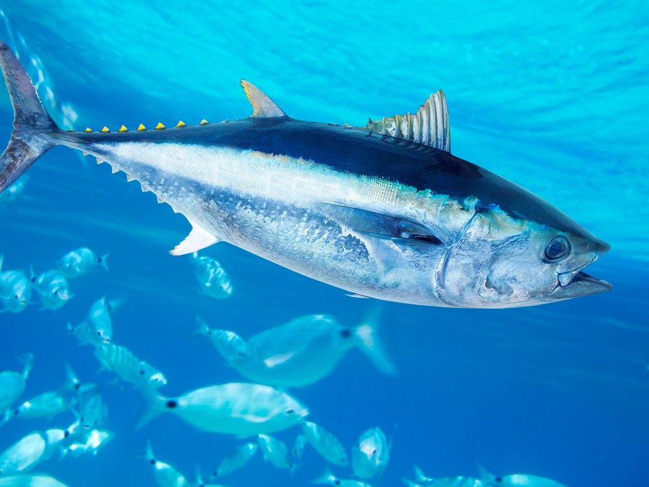 Thunfisch