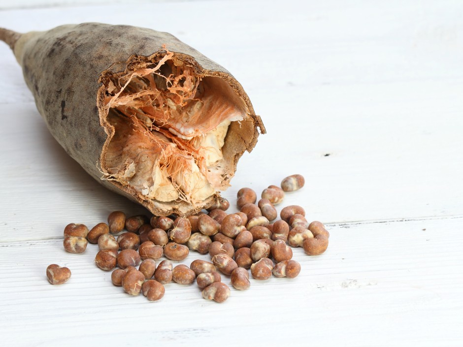 Baobab Pulver, Superfood vom Affenbrotbaum