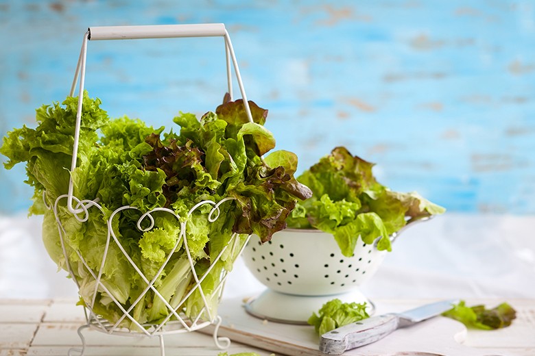 Blattsalat frisch halten