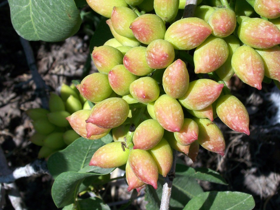 Pistazie