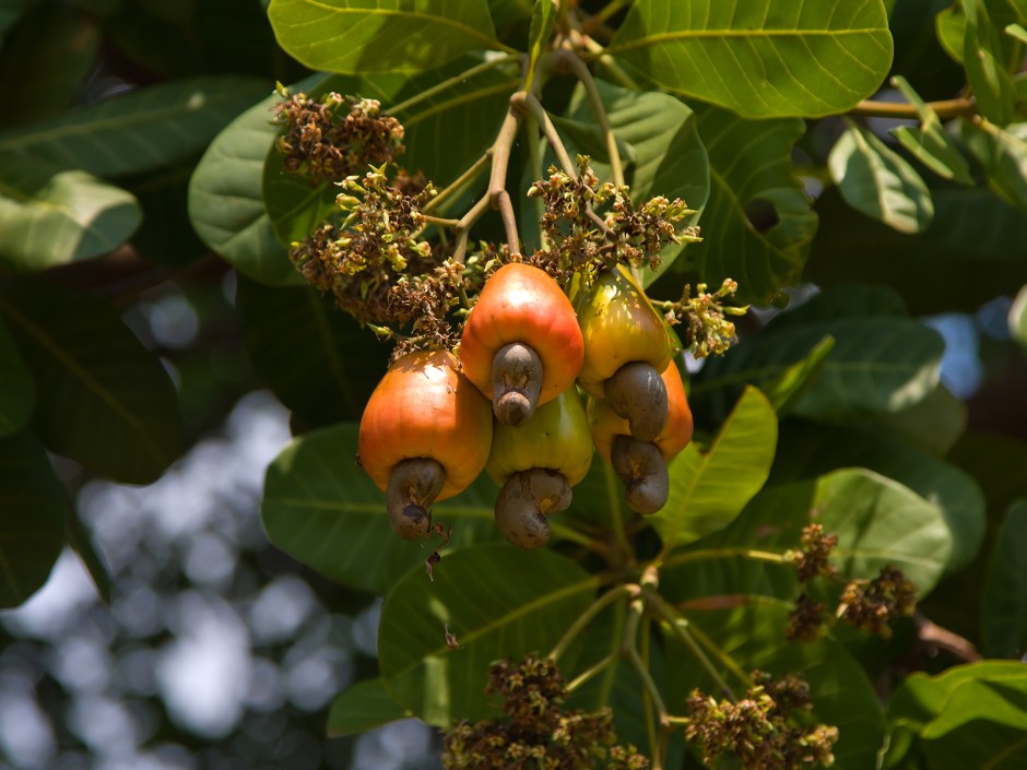 Cashewnuss