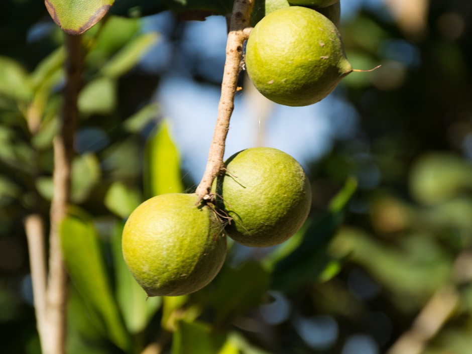 Macadamia Nuss