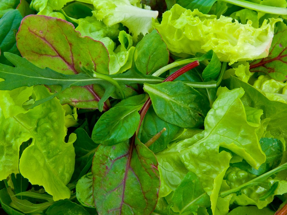 Blattsalat länger frisch halten