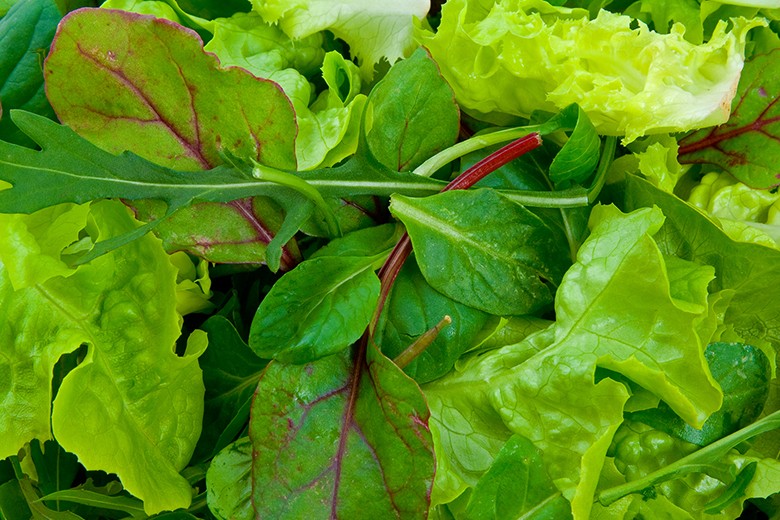 Blattsalat länger frisch halten