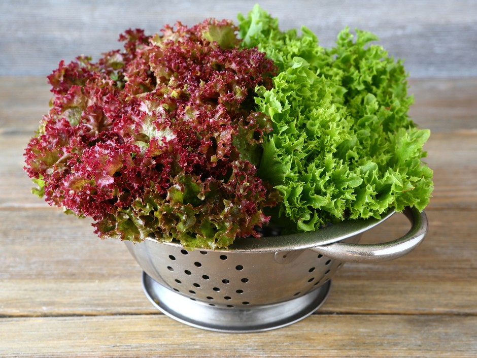 Blattsalat länger frisch halten