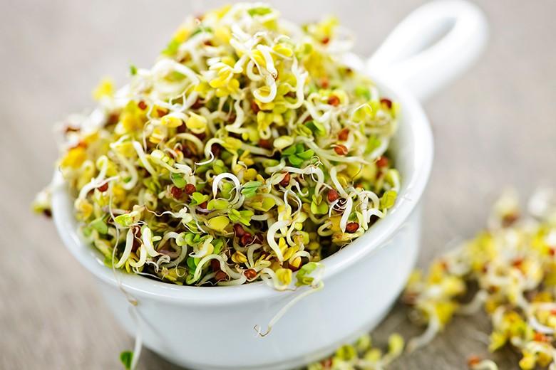 Alfalfa, ein kleiner Sproß mit großer Energie