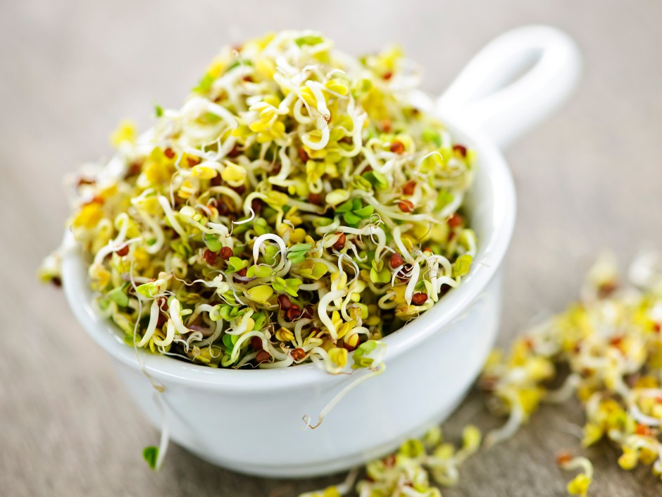 Alfalfa, ein kleiner Sproß mit großer Energie