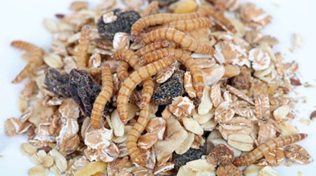 Schädlinge im Vorratslager von Lebensmitteln