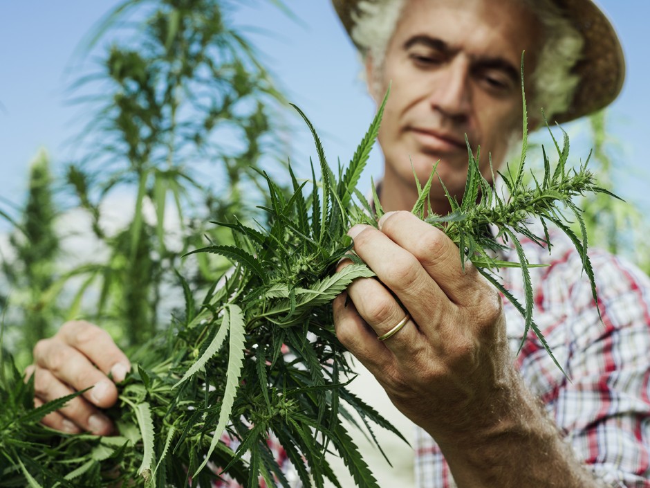 Hanf, ein heimisches und nachhaltiges Superfood