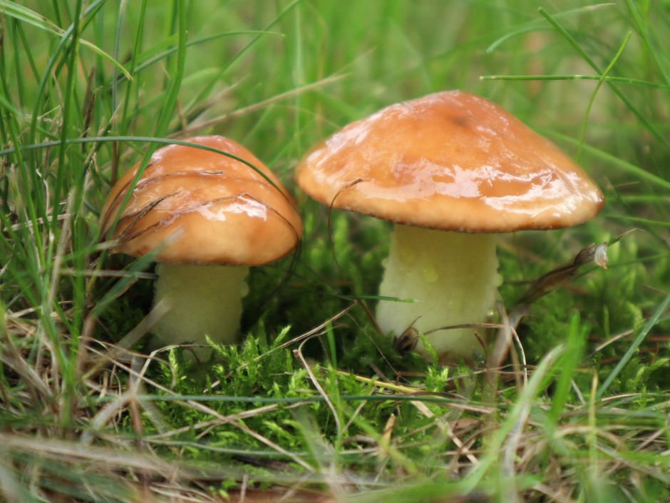 Butterpilz