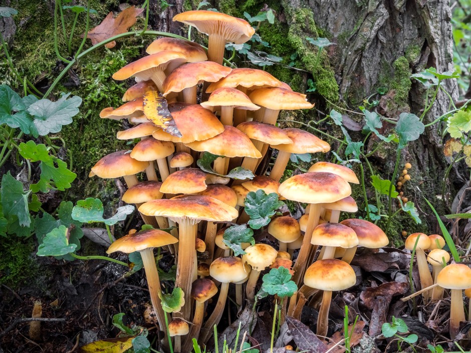 Samtfußrübling