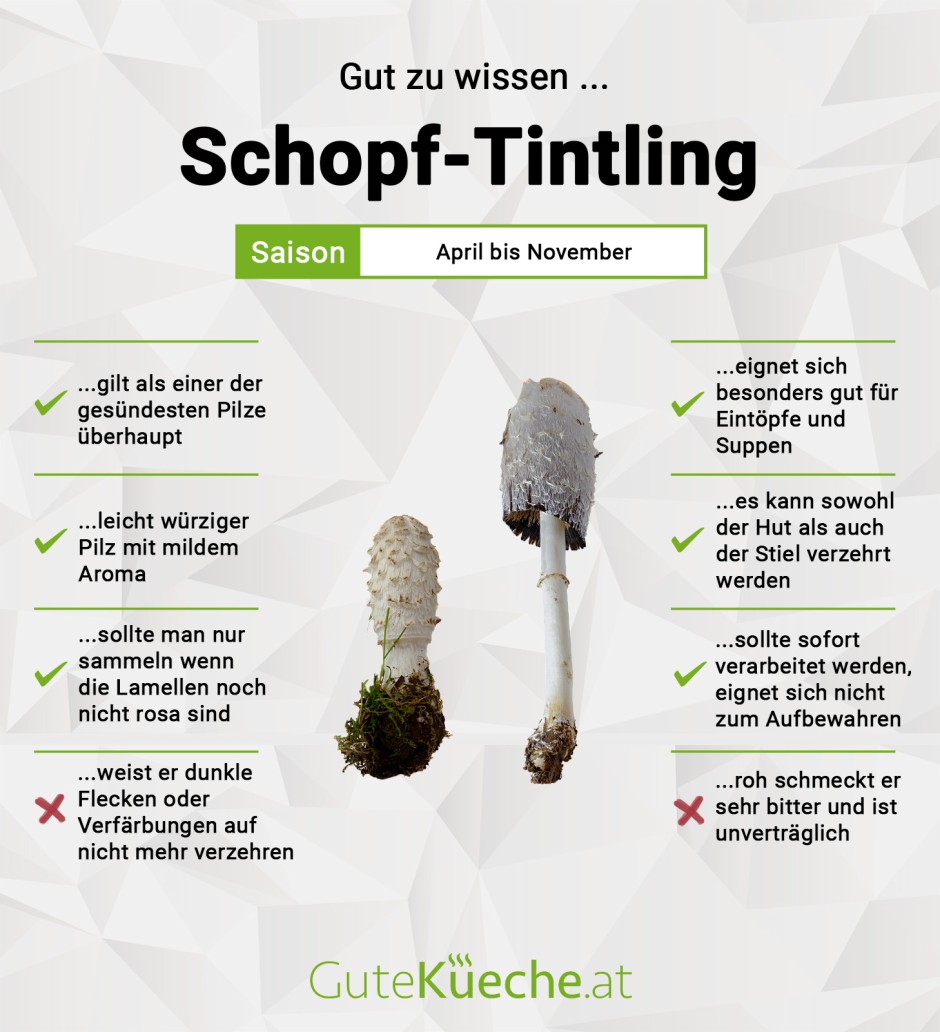 Schopf-Tintling
