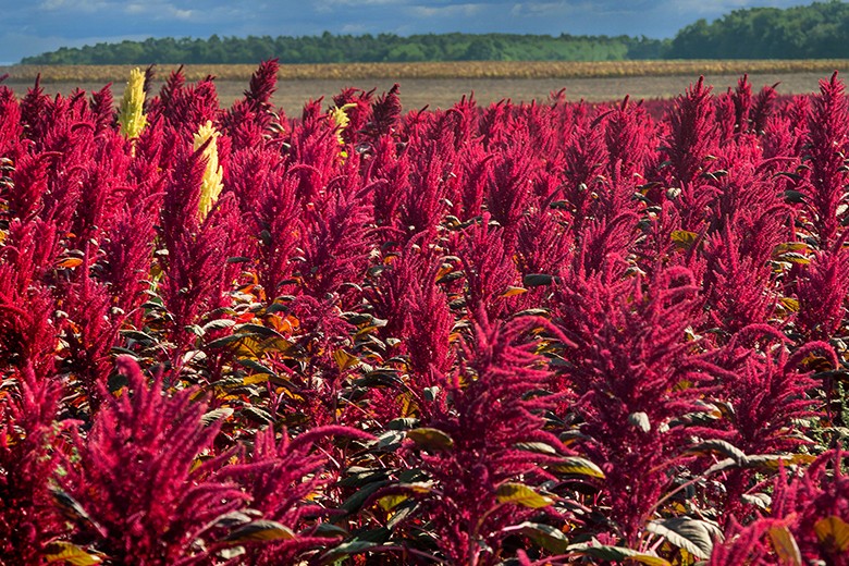 Amaranth (Pseudogetreide)