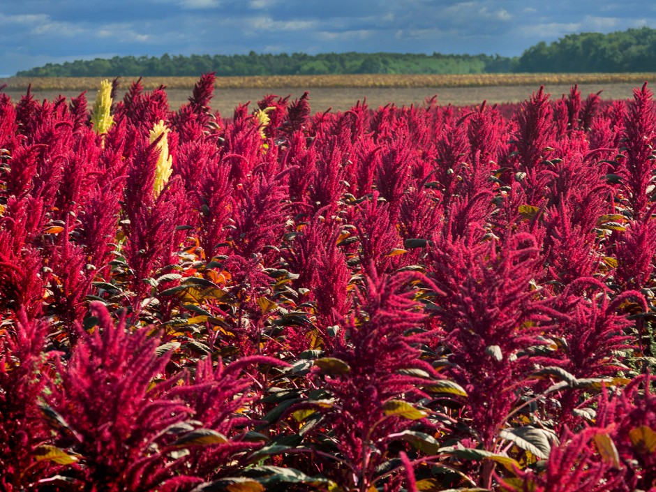 Amaranth (Pseudogetreide)