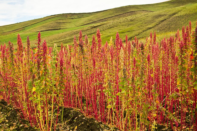 Quinoa (Pseudogetreide)