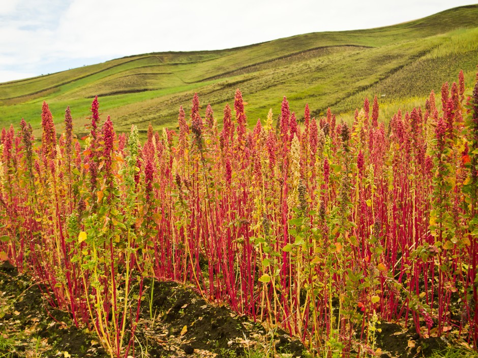 Quinoa (Pseudogetreide)