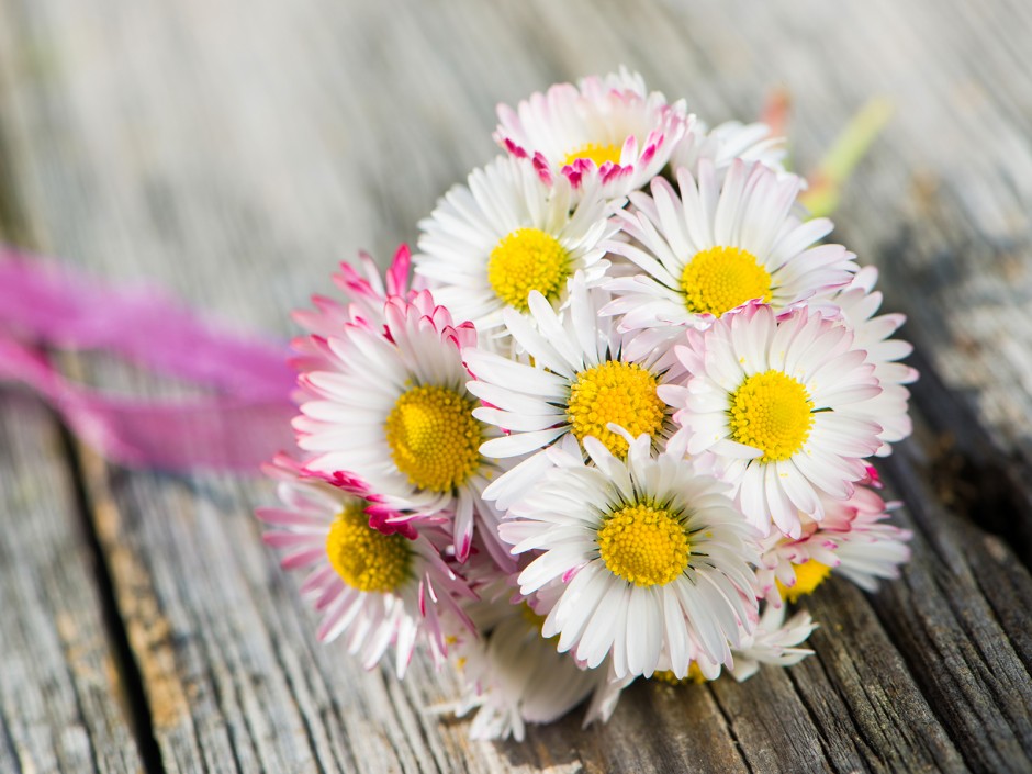 Gänseblümchen Salbe 