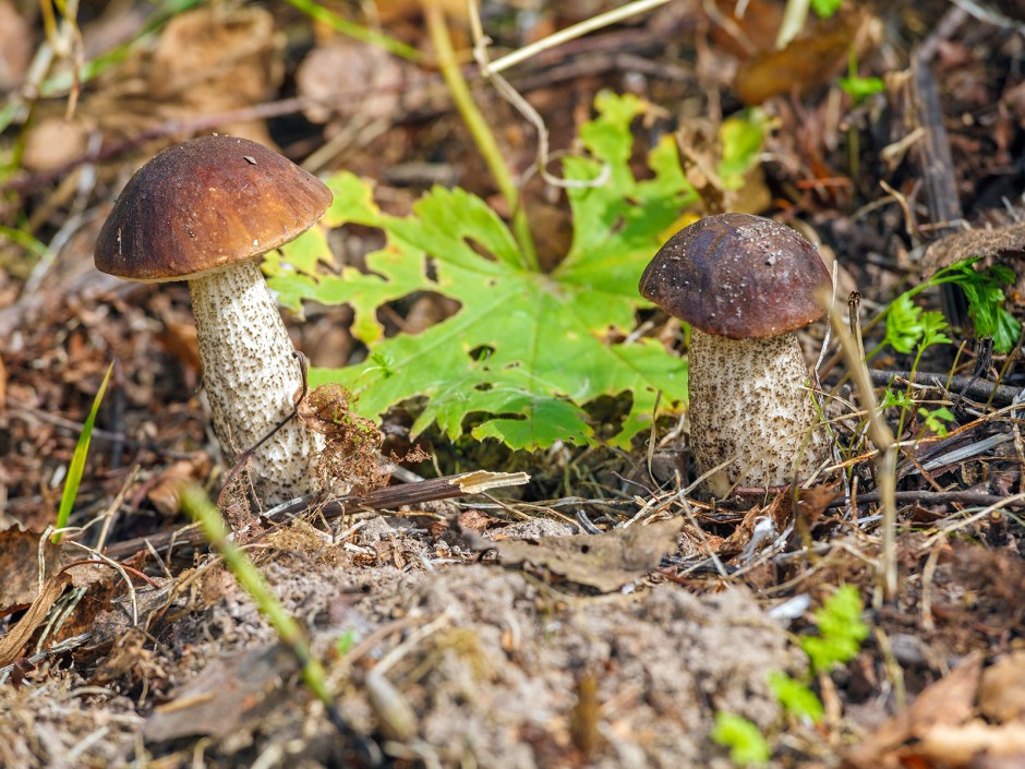 Birkenpilz (Birkenroehrling)