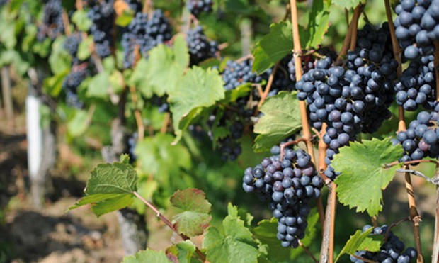 Blaufränkisch