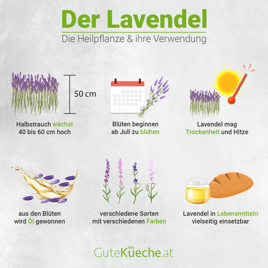 Lavendel, die Heilpflanze und ihre Verwendung