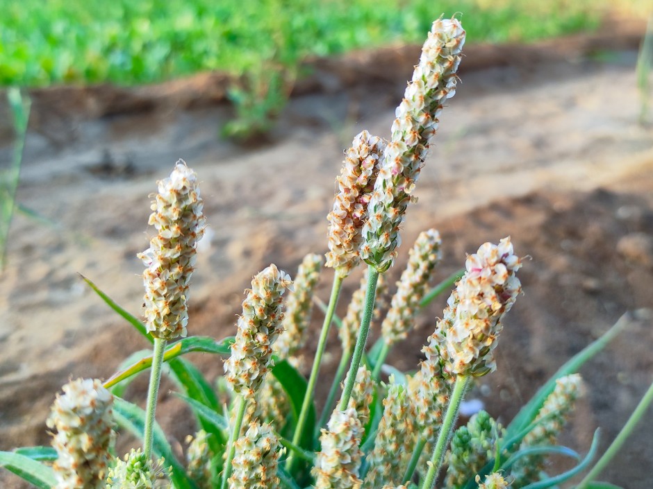 Flohsamenschalen, das heimliche Superfood
