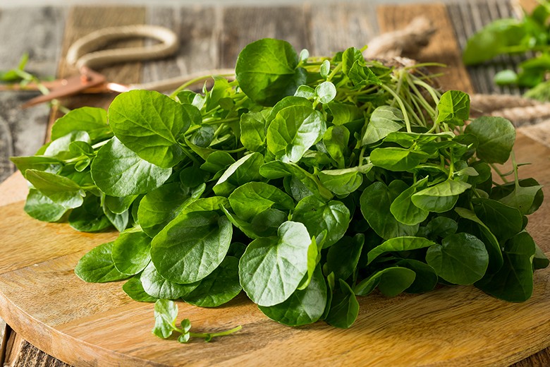 Brunnenkresse, ein heimisches Powerkraut