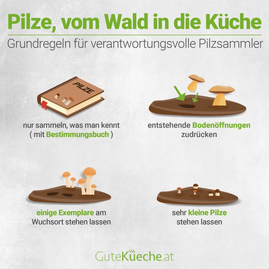 Pilze - vom Wald in die Küche