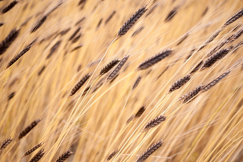 Einkorn Urgetreide