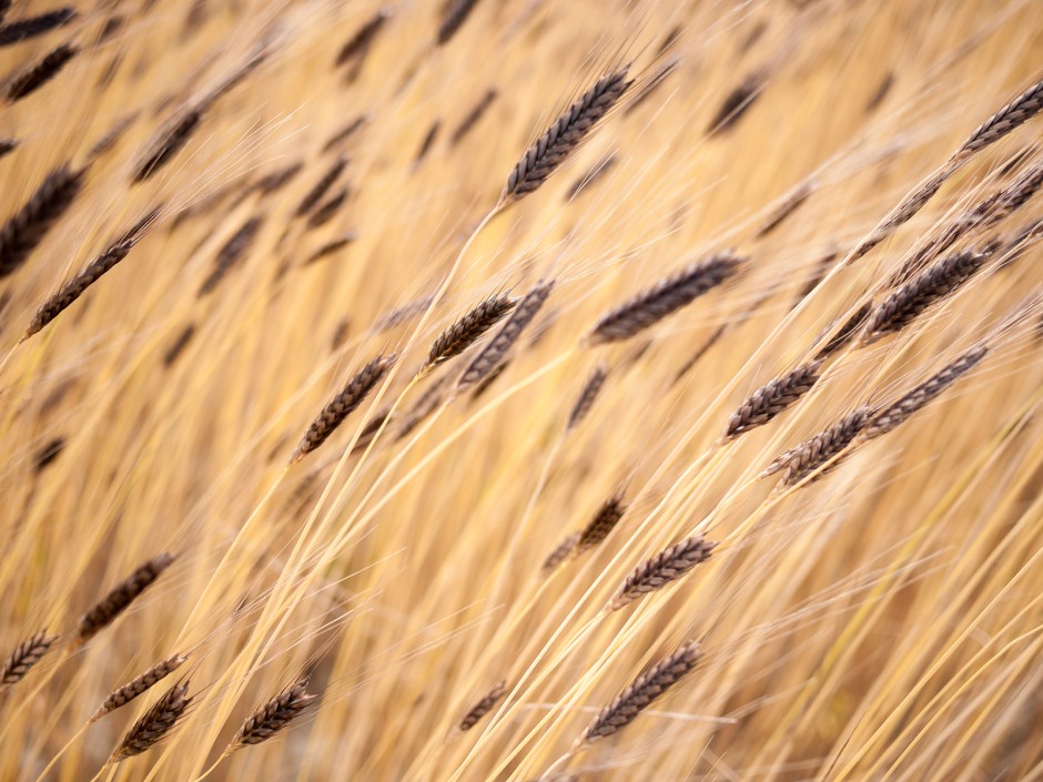 Einkorn Urgetreide