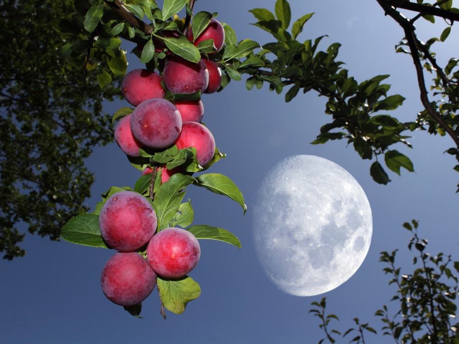 Mondregeln für den Garten 