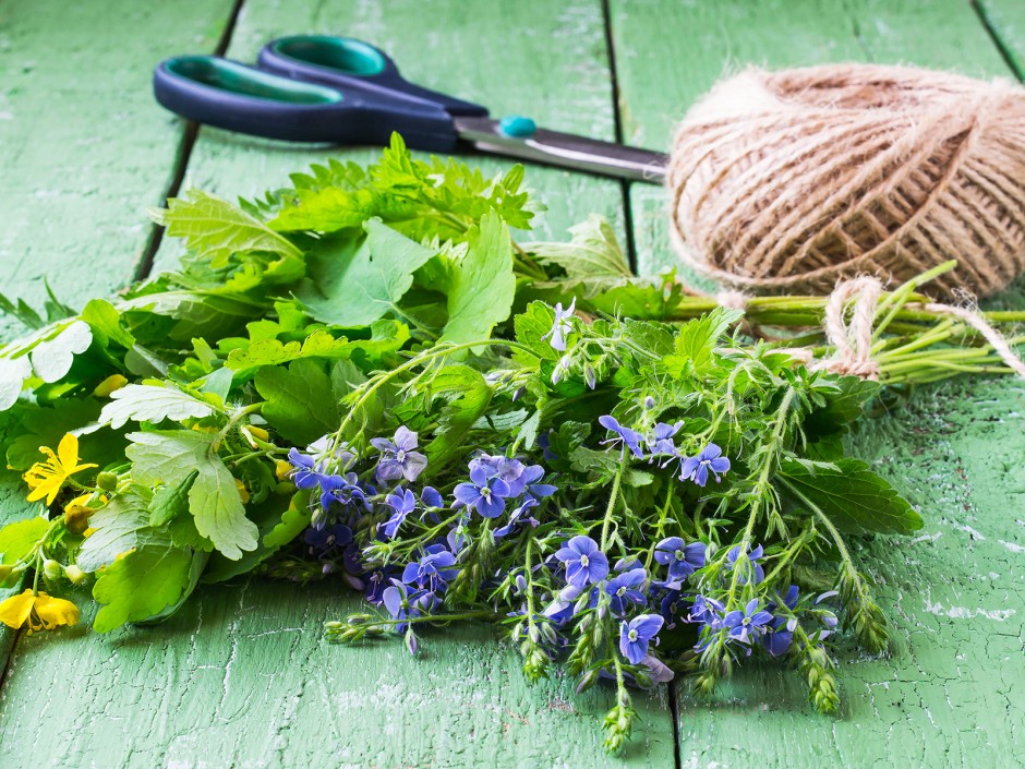 Kräuter & Gesundheit (Heilkräuter) 